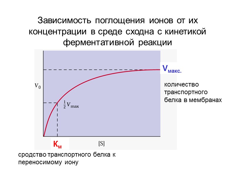 Зависимость поглощения ионов от их концентрации в среде сходна с кинетикой ферментативной реакции сродство